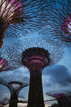 Low angle view of futuristic Supertree Grove at Gardens by the Bay in Singapore in the evening.,Singapore