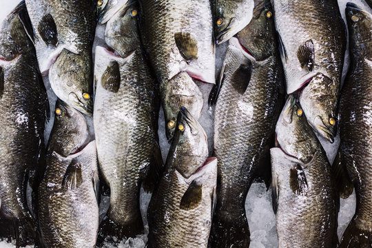 High angle close up of barramundi on ice ready to be cut into portions. ,Nha Trang