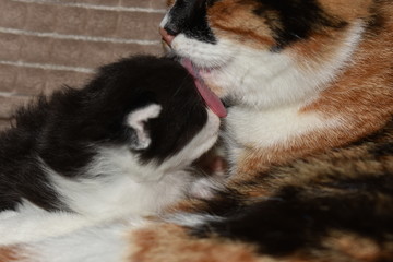 cat licks kitten