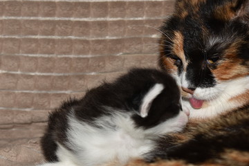 cat licks kitten