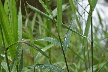 green grass with water drops