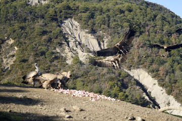 vulture