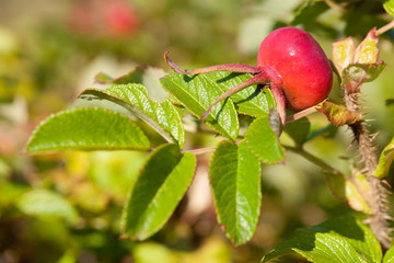 Rosa rugosa common names are rugosa rose, beach rose, Japanese rose, Ramanas rose, or letchberry