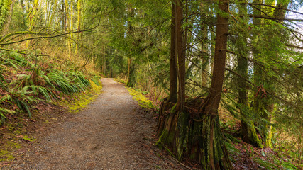 New trees growing through lichen covered stump of old-growth tree - TransCanada trail at Burnaby Mountain -Winter