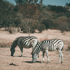 Obraz premium Zebra