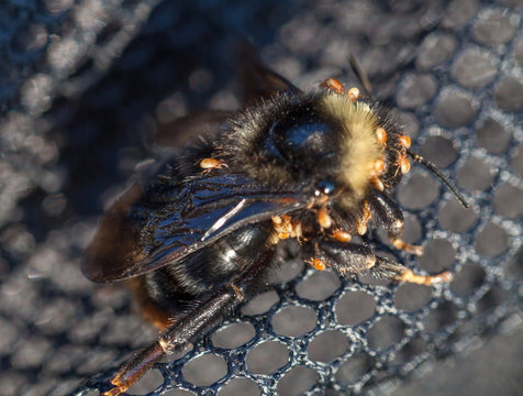 Bumblebee mite (Parasitus fucorum) in fur