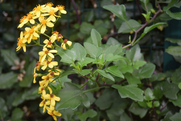 Arbustes de haie à fleurs jaunes de cinq pétales