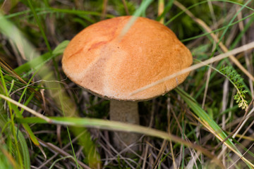 Leccinum aurantiacum mushrooms in forest