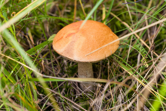 Leccinum aurantiacum mushrooms in forest