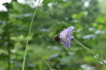 a bee sits on a flower