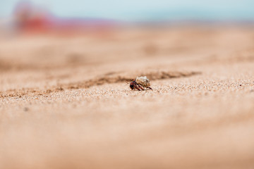 Hermit Crab on Tropical Beach
