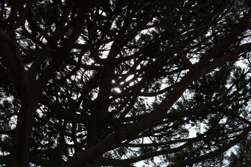 Branchages Sombre