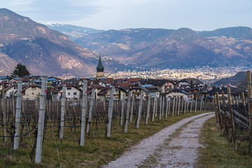 Vineyards in Eppan, south Tyrol, Italy, Europe.