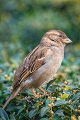 Little funny brown sparrow on a bush of evergreen boxwood in a winter park. Wild Bird Life in Urban Areas