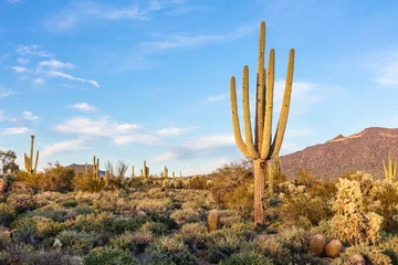 Fotobehang Saguaro-cactus in de woestijn van Arizona © JSirlin