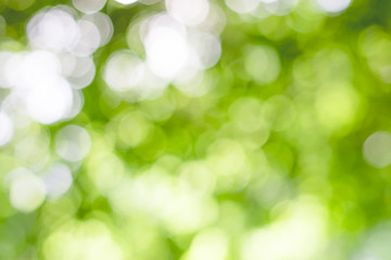 Fototapeta premium Green bokeh background, Blurred images of nature.