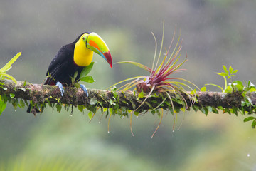 Keel-billed toucan