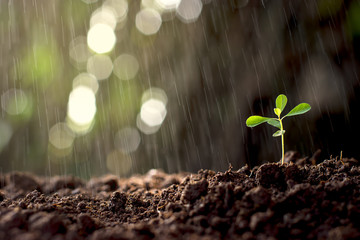 Seedlings growing out of the soil and the background bokeh and drizzle.
