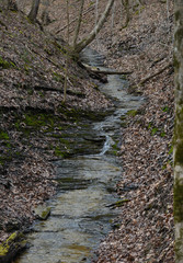 Stream in the woods