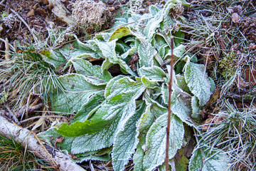 a hoarfrost covered purple foxglove, Digitalis purpurea
