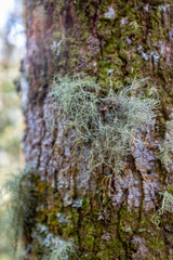 Fototapeta premium Spanish Moss, a species of Airplants also known Grandpas Beard, Vegetable Hair (Tillandsia Usneoides) in the Protected Natural Area of Belmira, Antioquia / Colombia