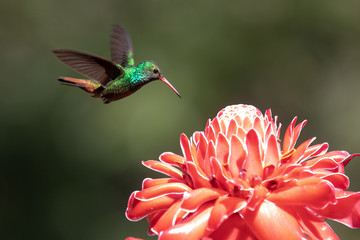 Hummingbird