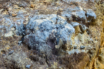 Lichen on the Stone near to the Paramo in the Protected Natural Area of Belmira, Antioquia