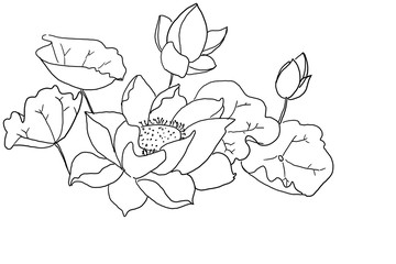 Flower doodle style .Hand draw back and white bouquet bloom and leaves. Floral arrangement isolated on background. Design greeting card and invitation of The wedding ,birthday , Valentine' Day .