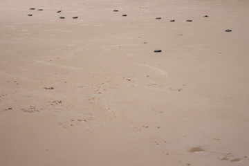 Small newborn sea turtles heading to the sea. Marine animals walking on the beach. Endangered animal species.