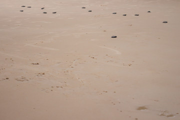 Small newborn sea turtles heading to the sea. Marine animals walking on the beach. Endangered animal species.