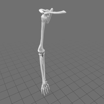 Human arm and hand bones