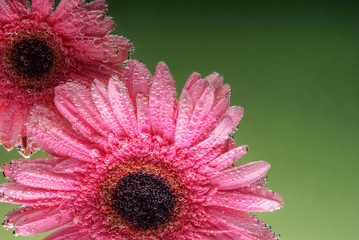 pink gerbera flowers, with air bubbles on the petals, under water, on a multi-colored background....