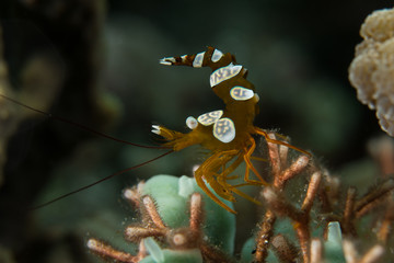 Squat shrimp with a raised tail
