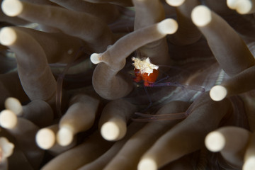 Mushroom coral shrimp