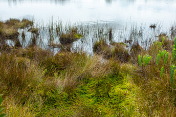 A lot of Plants and Vegetation Around a Small Lagoon in Belmira's Paramo in Antioquia / Colombia