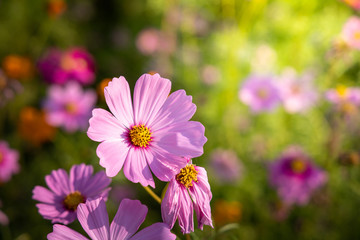Fototapeta premium Beautiful Cosmos flowers in garden. Nature background.