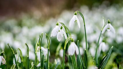 Snowdrops Winter flower