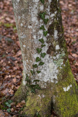 Ivy on the trees