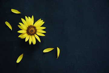 Yellow sunflower on black background.