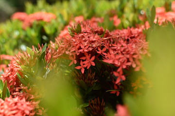 Ixora coccinea 
