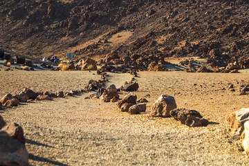 flock of sheep in the desert