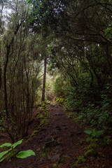 path in the forest