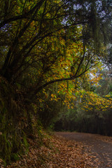 autumn in the park