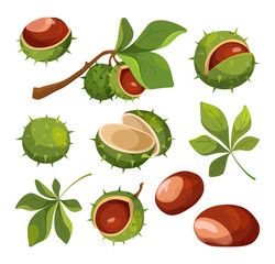 Set of cartoon chestnuts, leaves and peels, vector illustration.  - obrazy, fototapety, plakaty