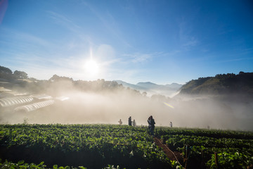 Group of tourist people enjoying travel on strawberry farm mountain hill