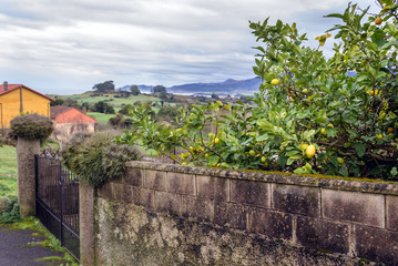 Naklejka premium Lemon tree in Guerres village in Asturias region of Spain