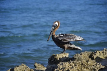 Pelícano disfrutando del mar 