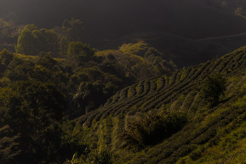 Green tea plantation field on mountain sunrise