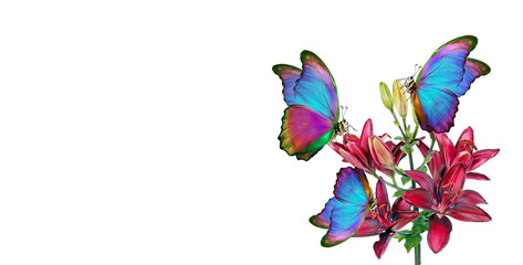 Fototapeta na wymiar colorful tropical morpho butterflies on a branch of blooming lily. purple lily and beautiful butterflies. copy space