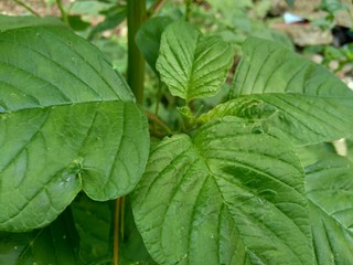 Fototapeta na wymiar Green spinach (Amaranthus spp.) in the nature background